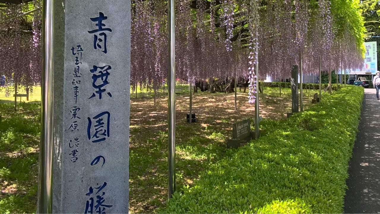 埼玉県指定天然記念物である「青葉園の藤」