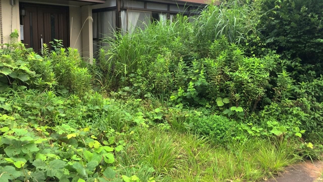 荒れた庭の画像