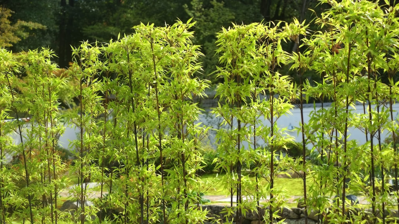 竹垣のフェンス