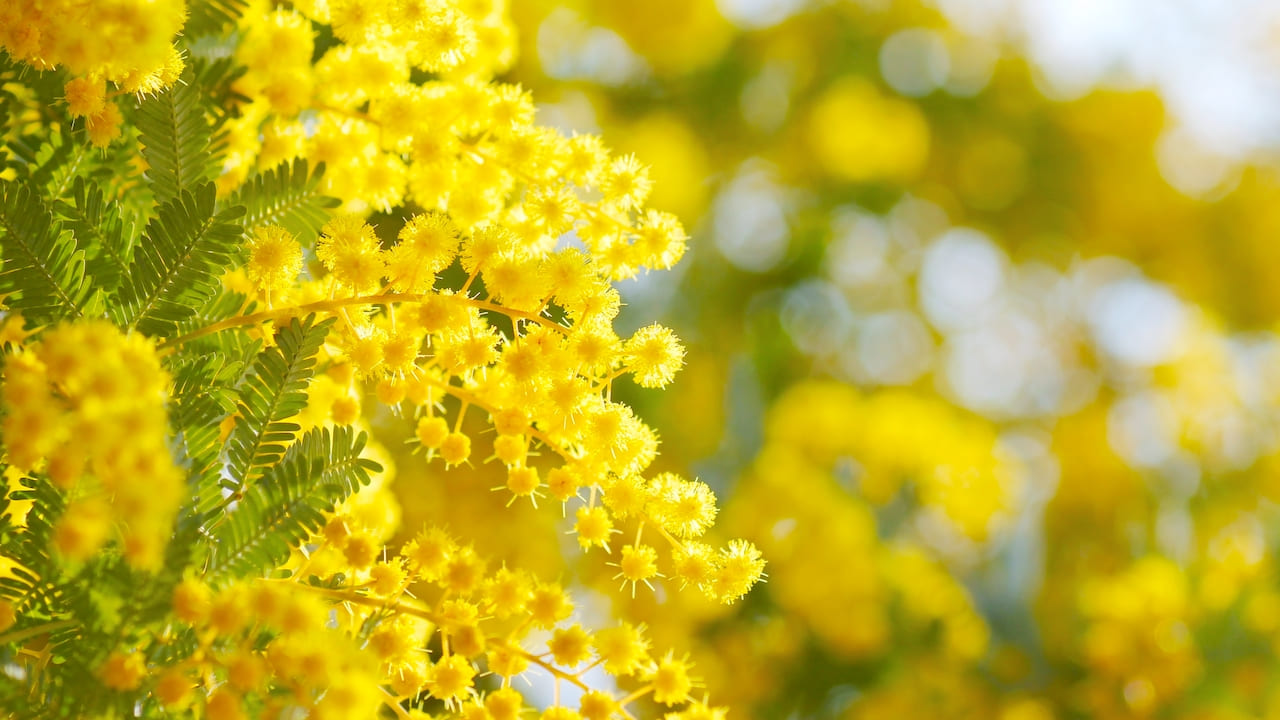 ミモザの黄金の花
