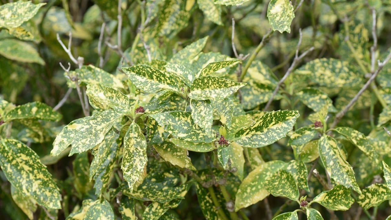 アオキ(植物)は庭木におすすめの陰樹【斑入り種類や育て方のコツも解説