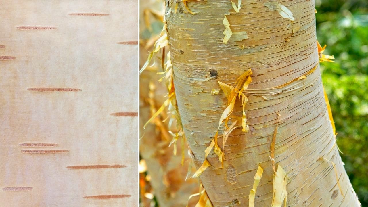 白樺でおすすめの庭木は株立ちジャクモンティー【育て方も解説します】