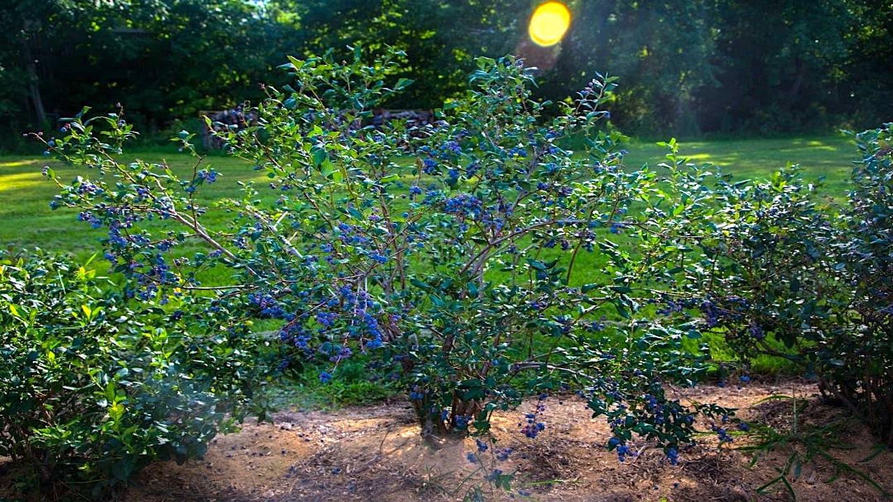 庭木として植えられたブルーベリー