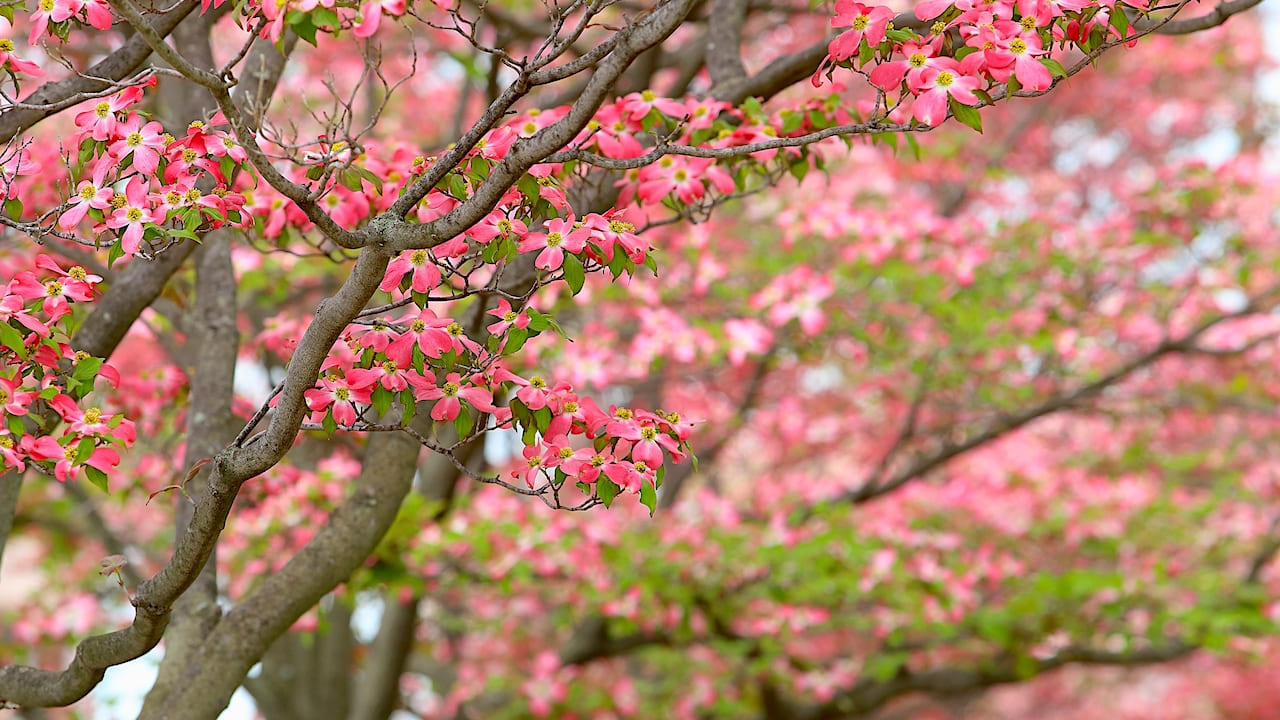 人気シンボルツリーのハナミズキ