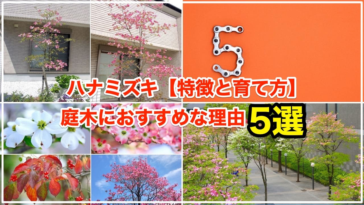 【庭が一変!?】ヤマボウシは四季の彩りが楽しめるおすすめ庭木