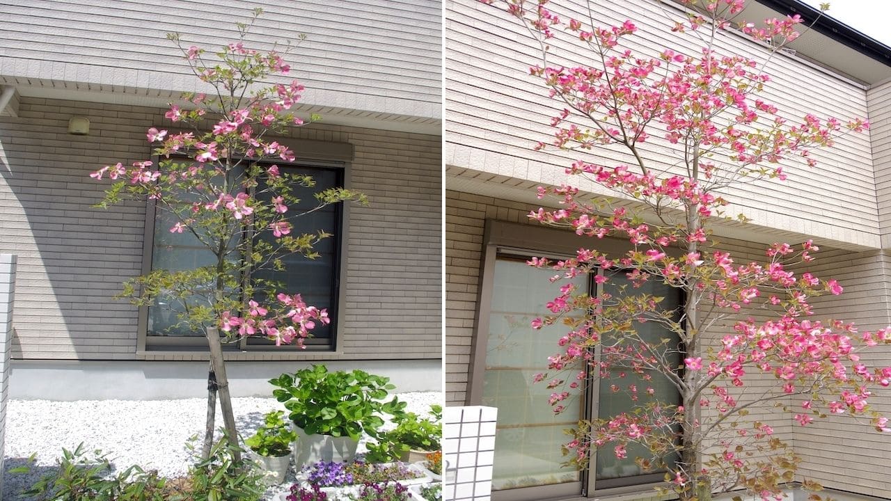 シンボルツリーとして植えられたハナミズキ