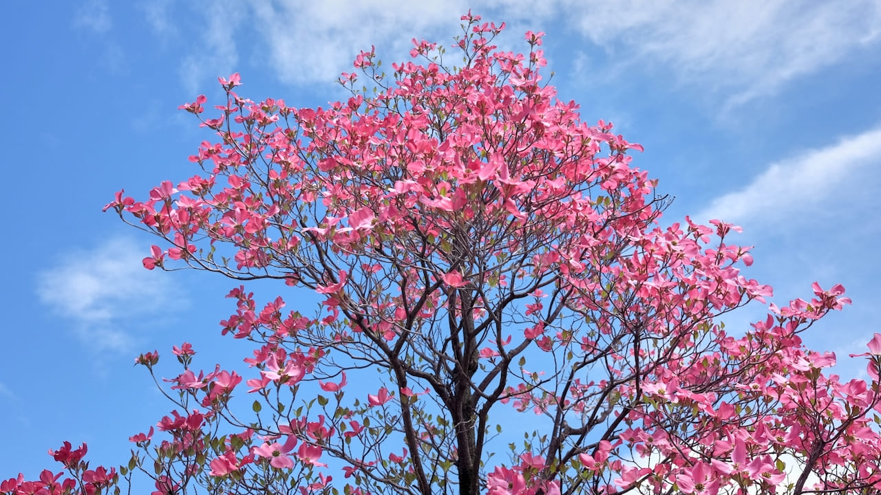 きれいに花が咲いたハナミズキ