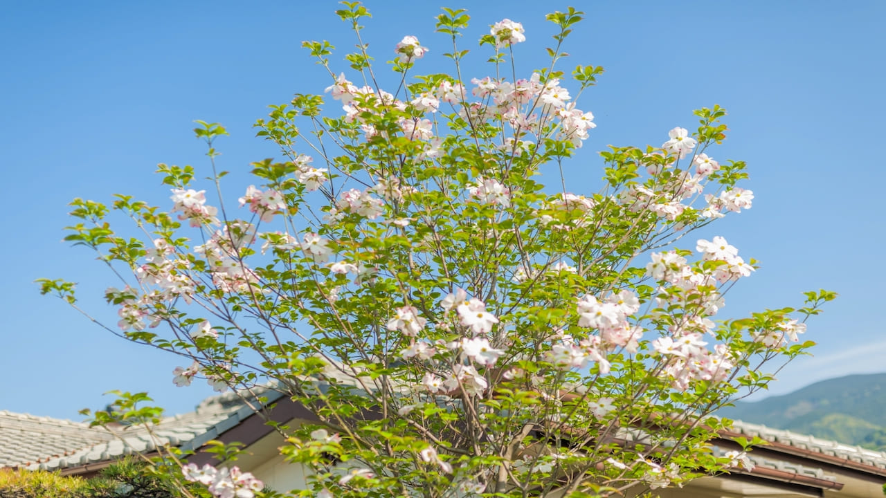 シンボルツリーとして植えられたハナミズキ