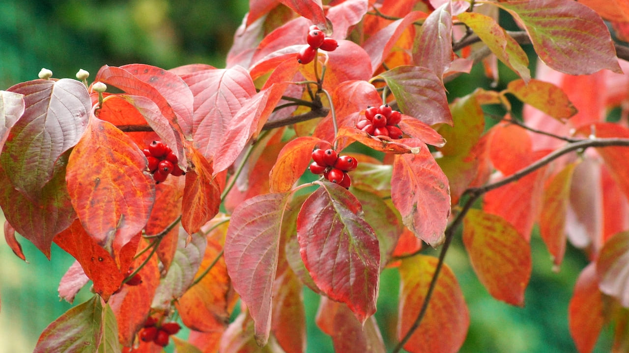 ハナミズキの紅葉と赤い実