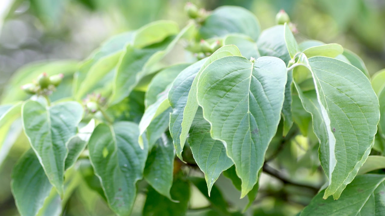 ハナミズキの青々した葉っぱ