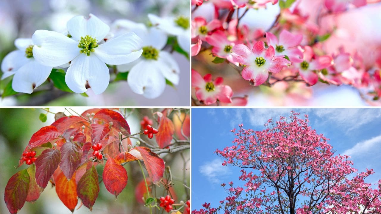 ハナミズキをまとめた画像