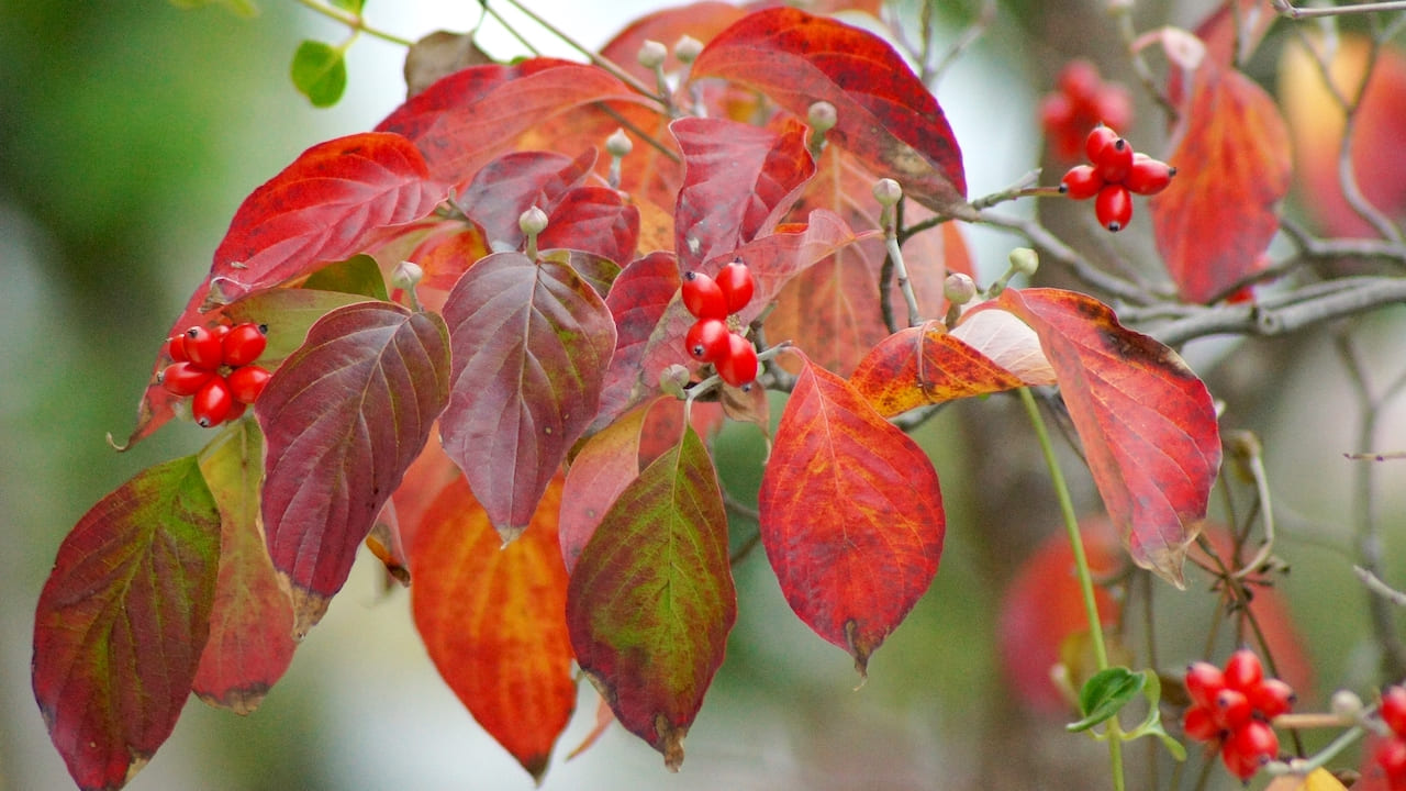 花水木の赤い果実と紅葉した葉