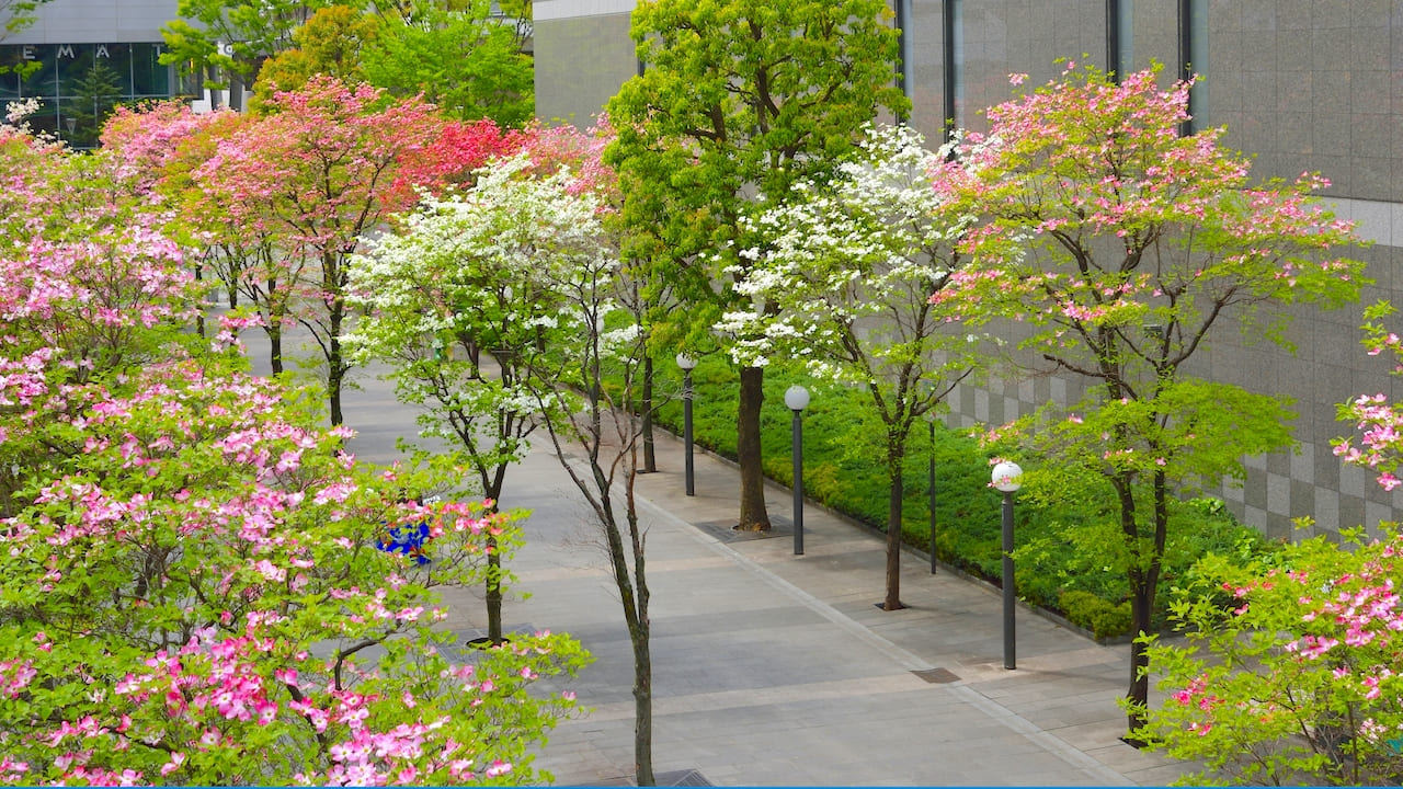 ハナミズキが植えられた街路樹