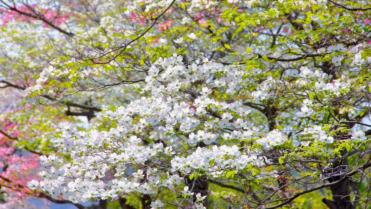 満開のハナミズキ