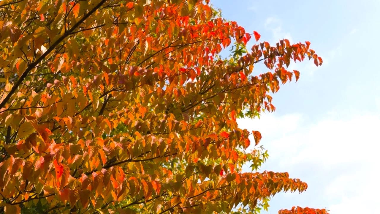 ヤマボウシはおすすめ庭木【常緑の種類もシンボルツリーに最適！】