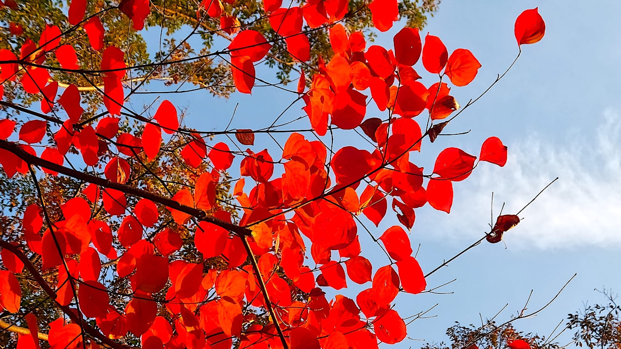 1 山採り　ヤマボウシ 楽天市場】山採り【ヤマボウシ】山法師 株立ち 自然風樹形 樹高H≒210