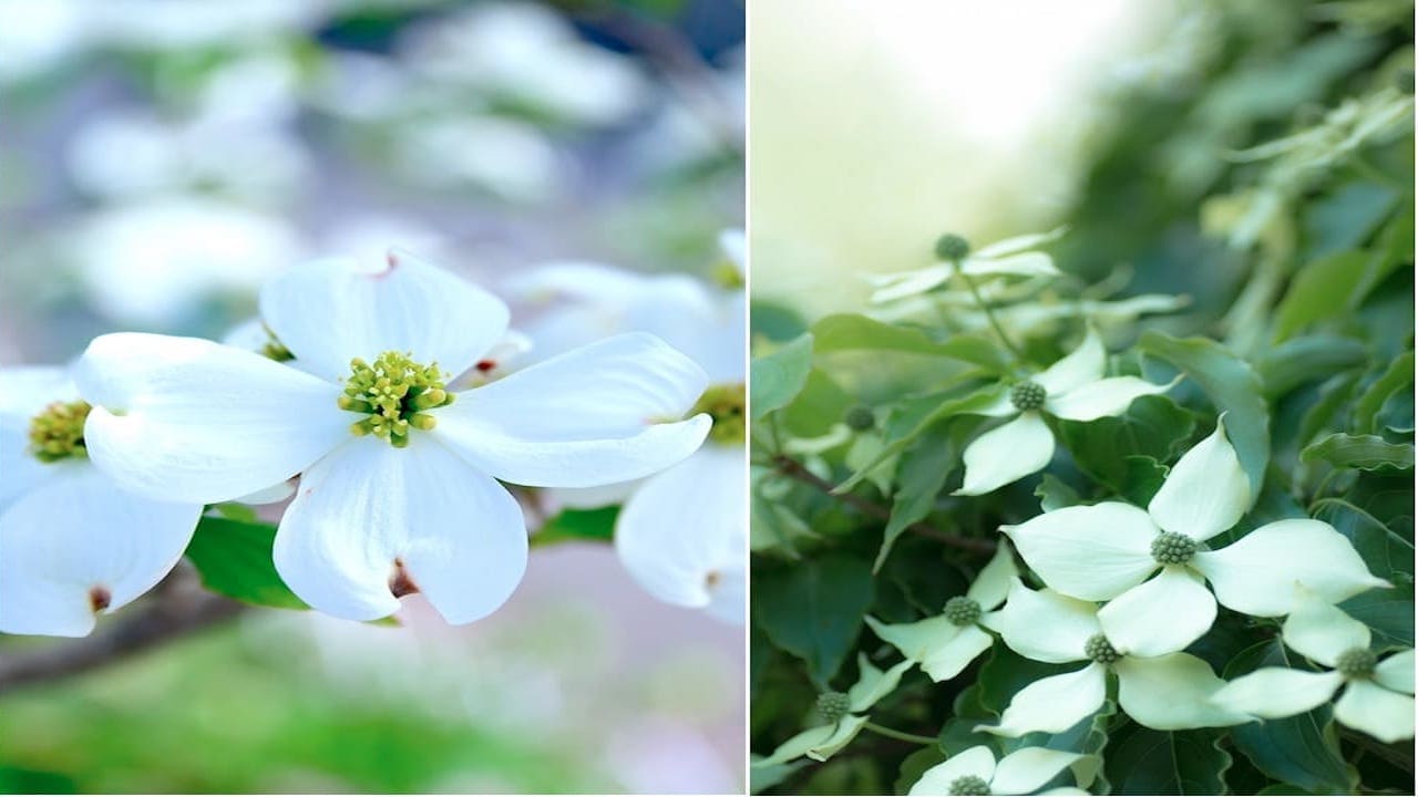 ヤマボウシとの違い