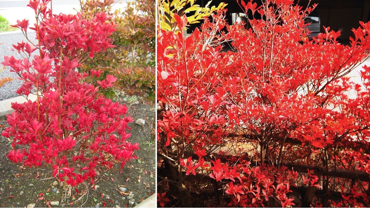 ドウダンツツジは紅葉が美しい庭木🍂【鉢植えや育て方のコツも解説します】