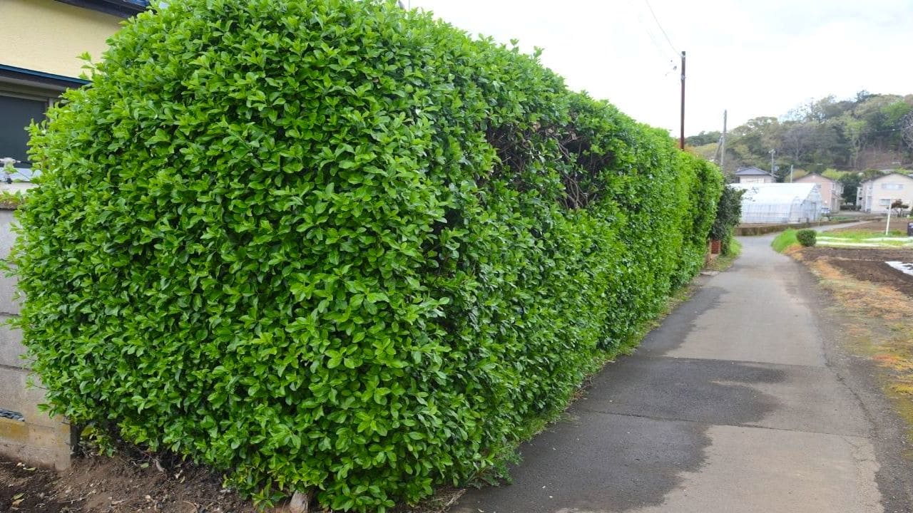 マサキは生垣におすすめの庭木【黄金や斑入りがおしゃれ種類！】