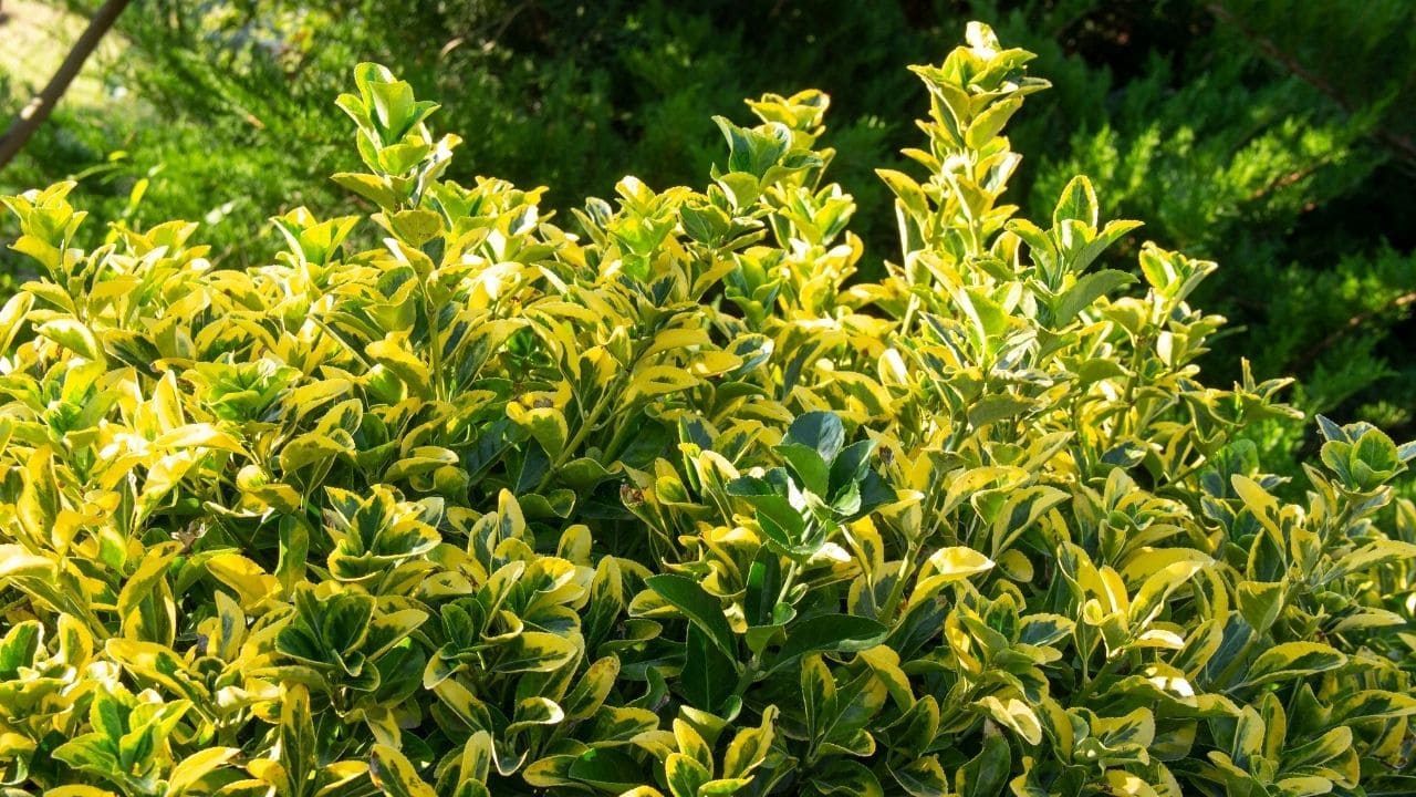 ♦️綺麗な垣根が作れます♦️黄金マサキ 抜き苗【S】垣根におすすめ Amazon.co.jp: [30本 セット] 生垣 オウゴンマサキ (黄金マサキ) 15.0