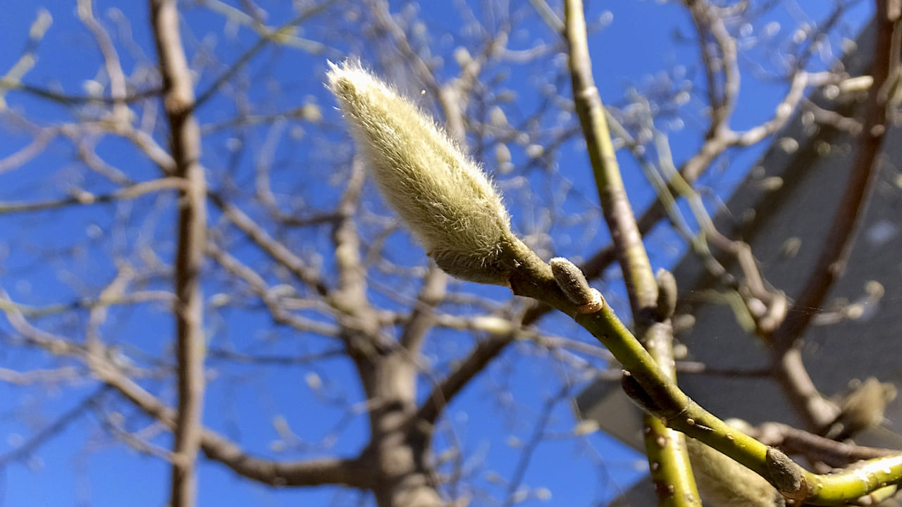モクレンの毛がふさふさの花芽