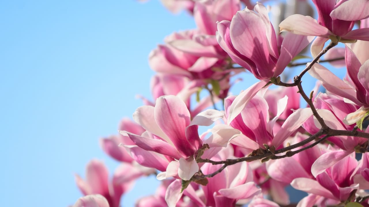 ピンク色の花が咲くサラサモクレン