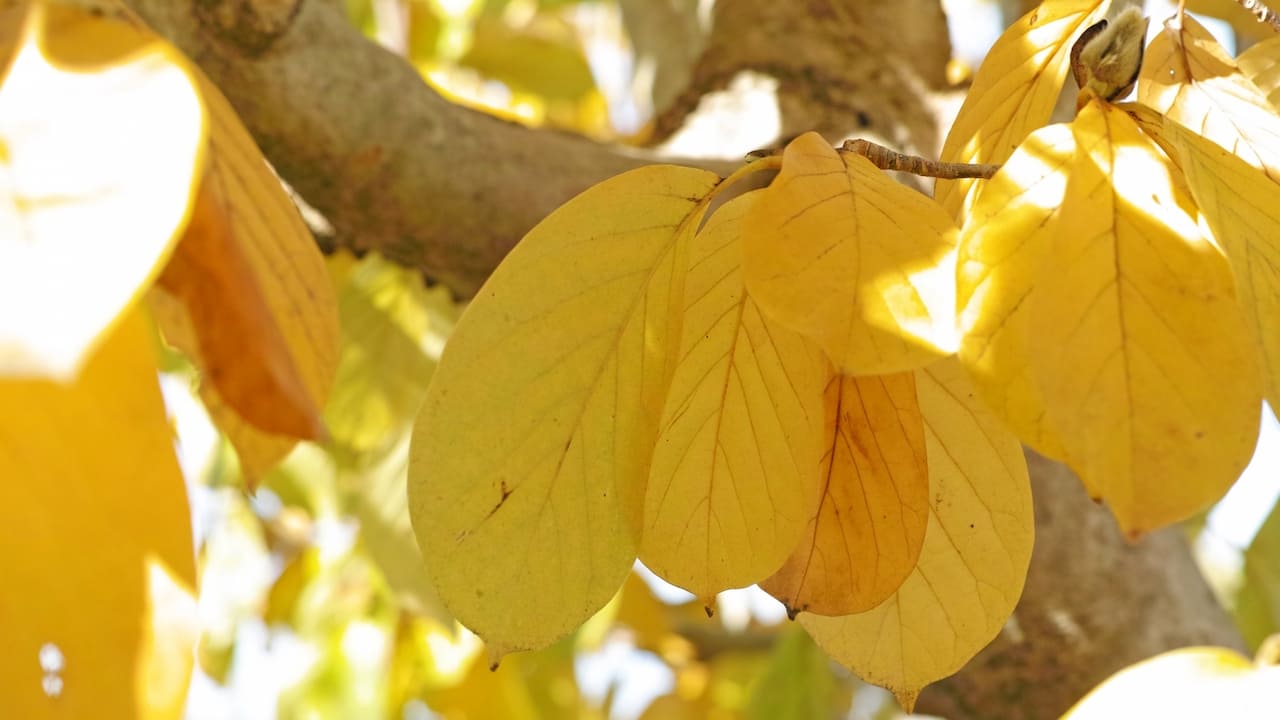 黄葉したモクレンの木