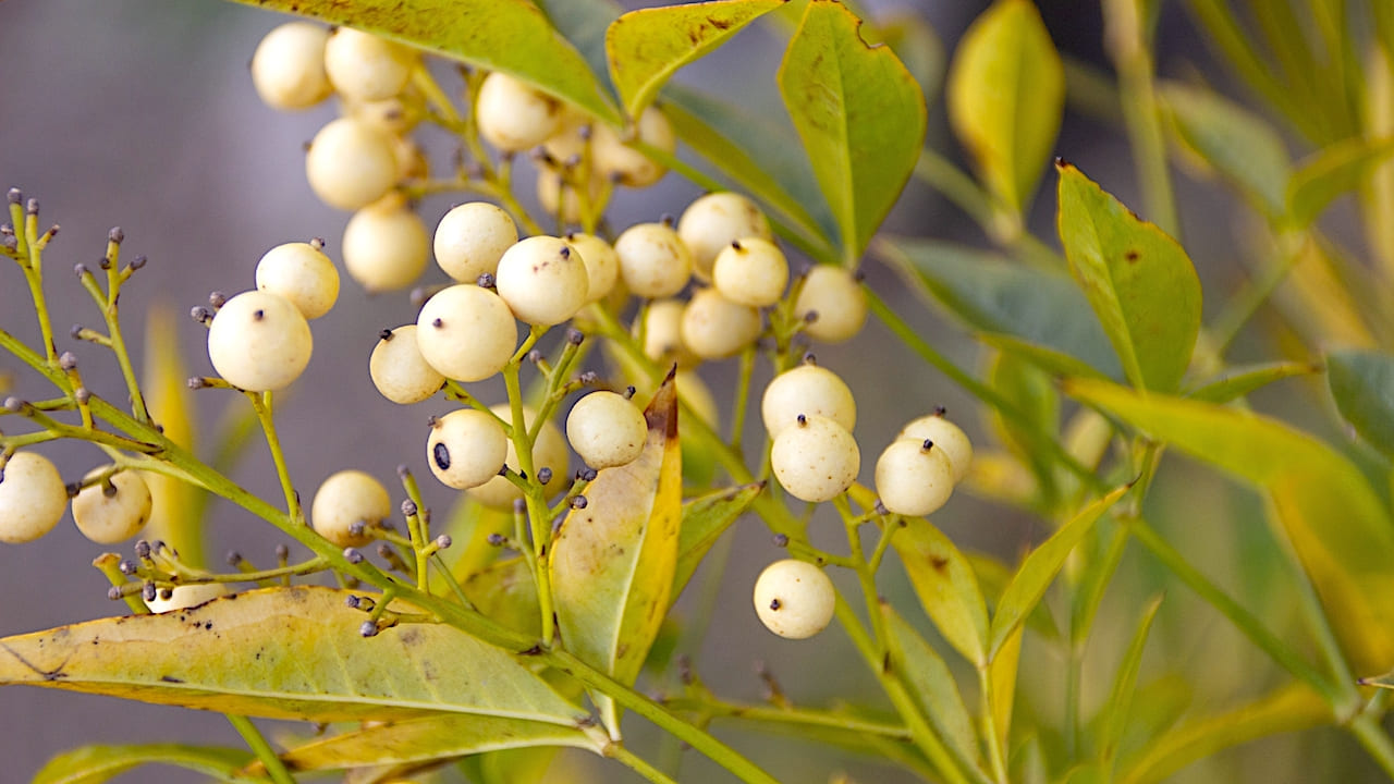 南天の木は縁起が良い【鬼門の玄関に吉！鉢植えなら移動しやすい】