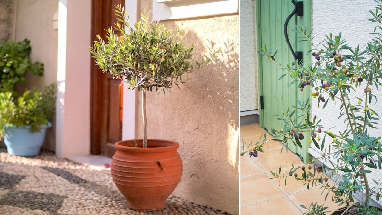 オリーブの木はおすすめシンボルツリー🌳【玄関や庭の地植えがおしゃれ！】