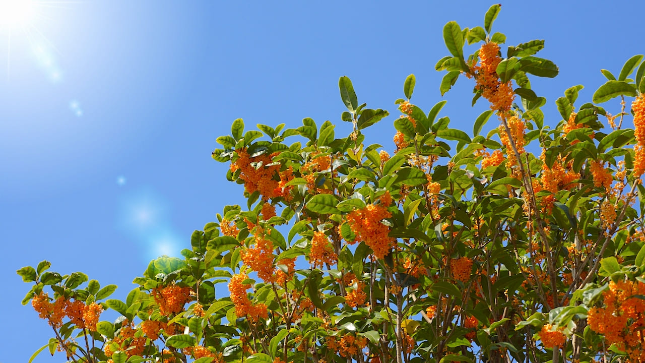 上品な香りを持つキンモクセイ