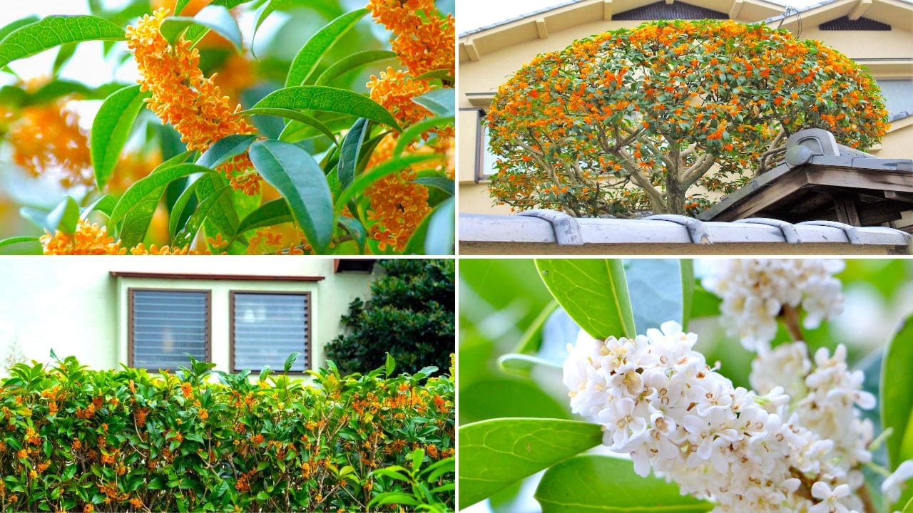 キンモクセイの木をまとめた画像