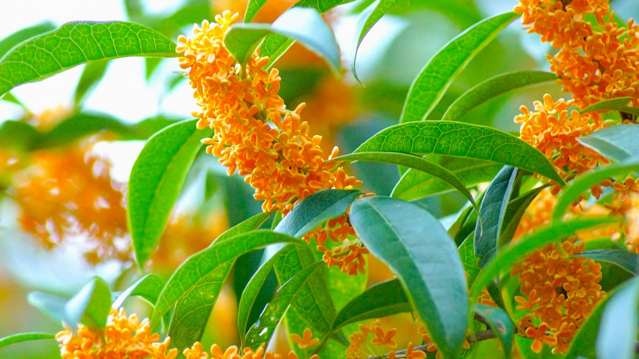 キンモクセイのオレンジ花