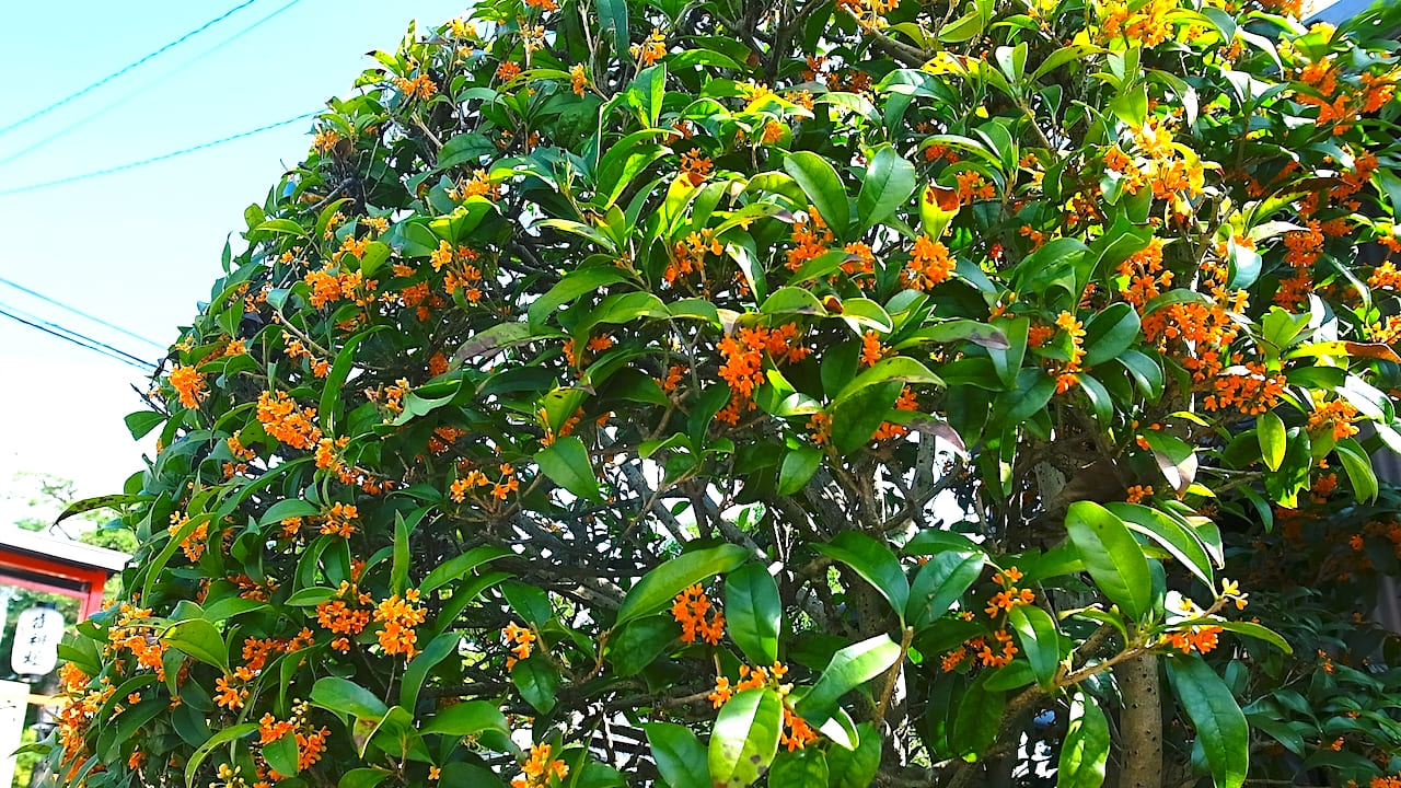 シンボルツリーとして植えられたキンモクセイ