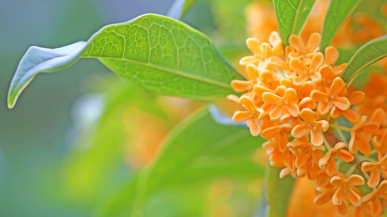 花の芳香が素晴らしいキンモクセイ