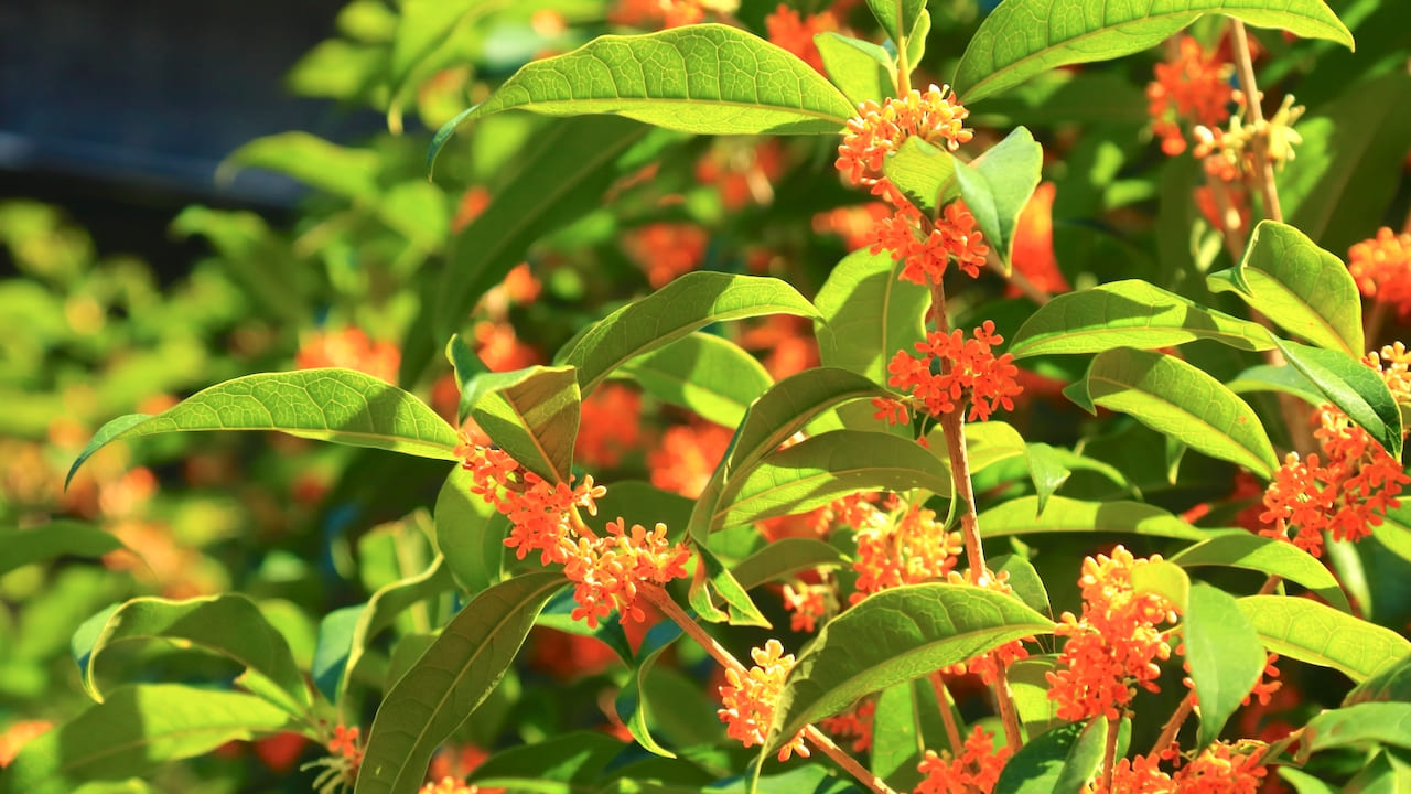オレンジ色の花を咲かせるキンモクセイ