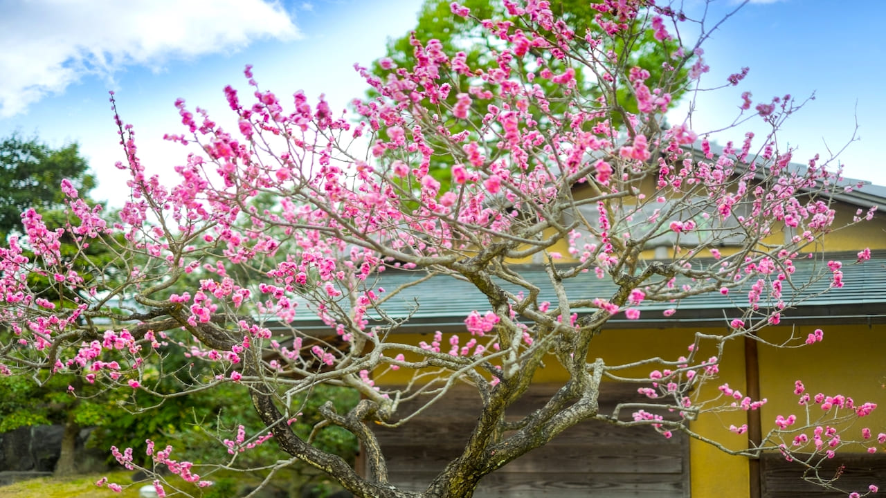 梅の木　庭木　紅梅 庭木：梅の木（立ち梅）（紅梅）一重 現品限り！* 樹高：約140cm