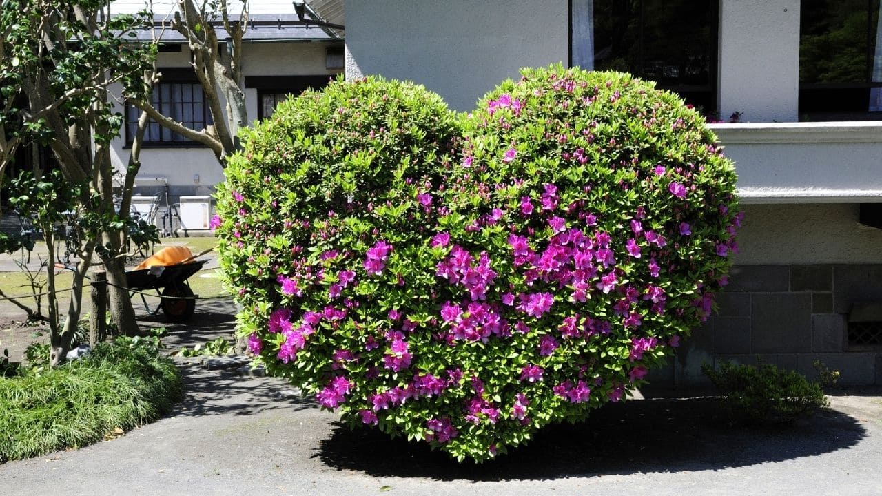 オオムラサキツツジ・赤花【現品】管理818 【植木・苗木・庭木・家庭菜園】