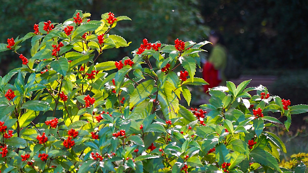庭に植えるといい縁起の良い木「センリョウ」