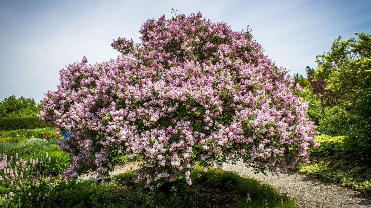 ライラックは香り高い美しい花が咲く庭木🌳【育て方や剪定のコツも解説します】