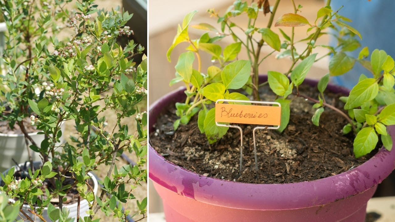 ブルーベリーの鉢植え栽培