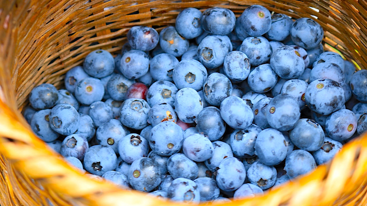 収穫したブルーベリーの果実