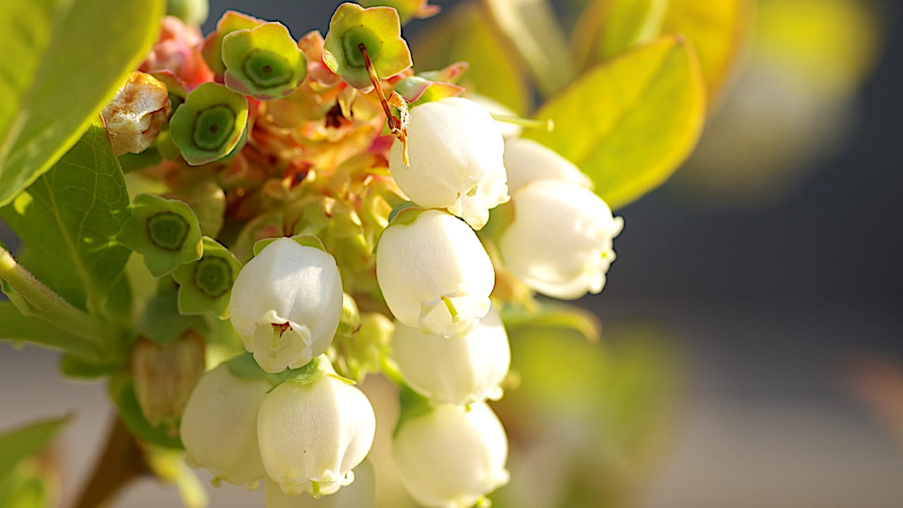 ブルーベリーの白い花