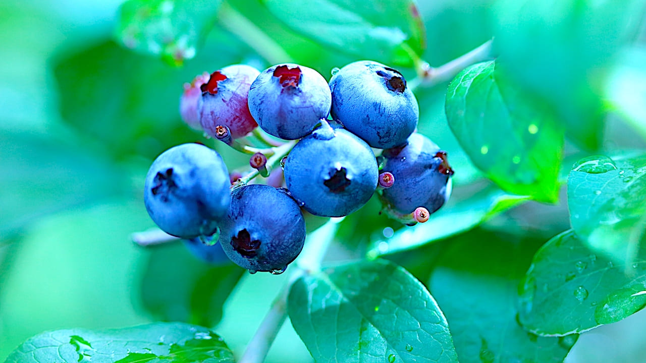 ブルーベリーの小さな愛らしい実は、目にも舌にもおいしい！
