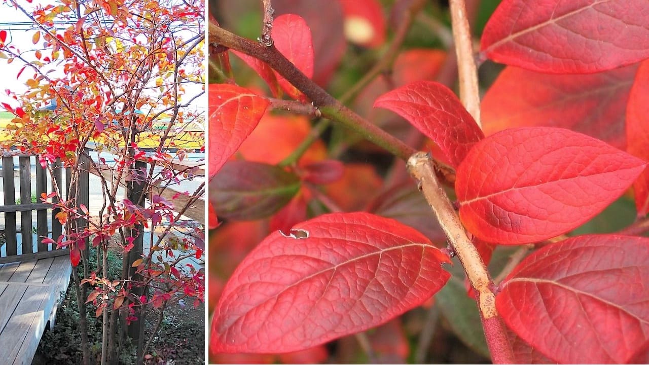 ブルーベリーの紅葉