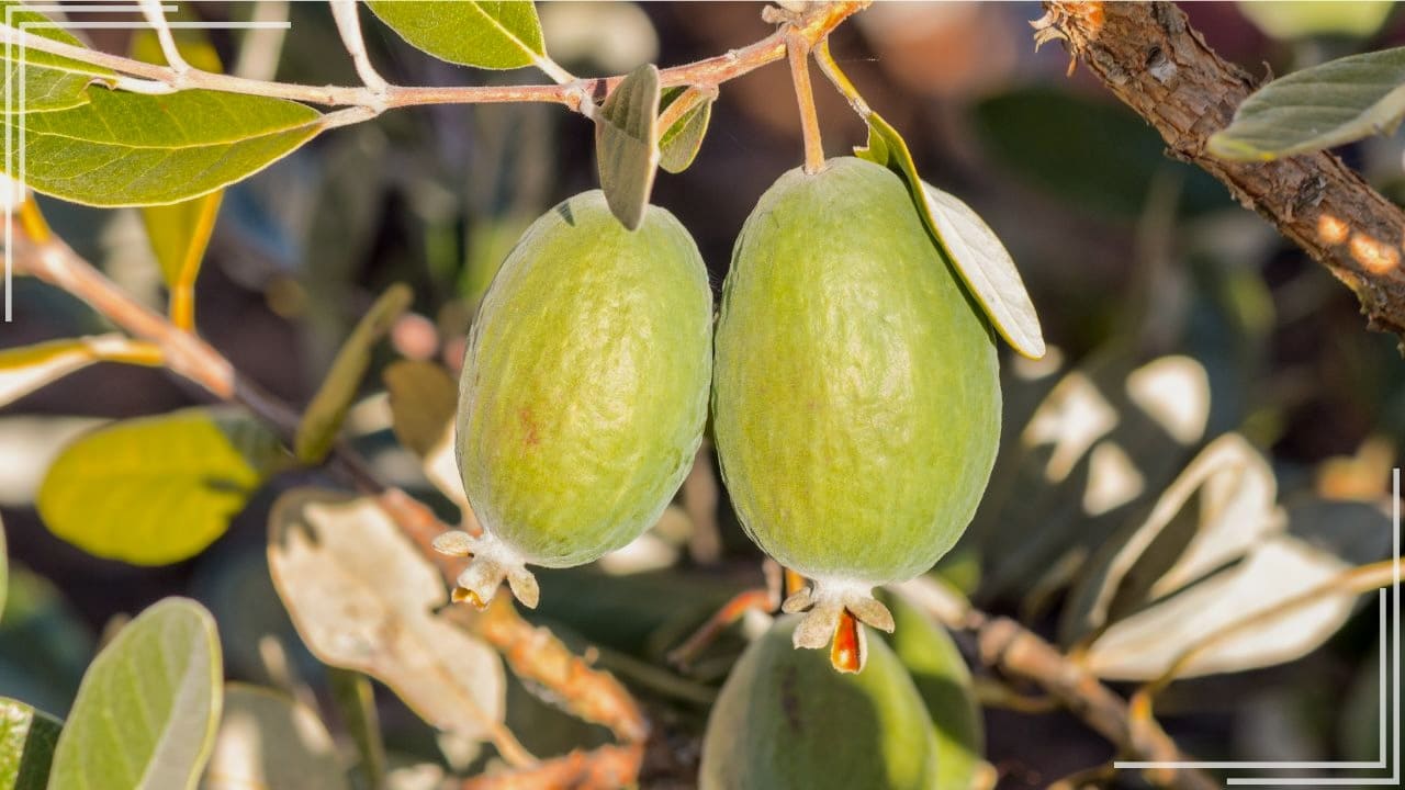 庭に植えてよかった果樹「フェイジョア」