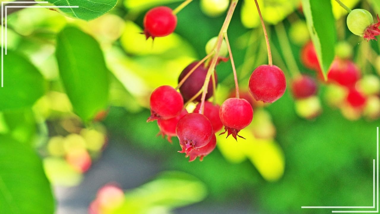 庭に植えてよかった果樹「ジューンベリー」