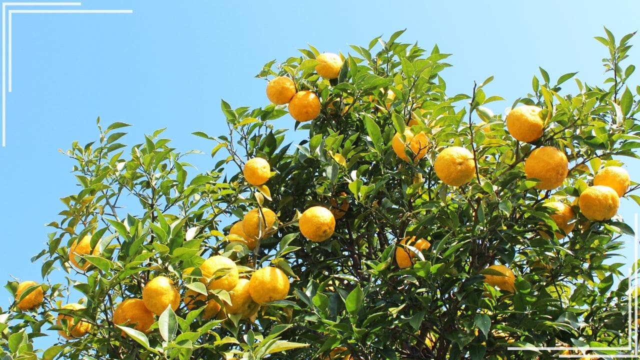 庭に植えてよかった果樹「ゆず」
