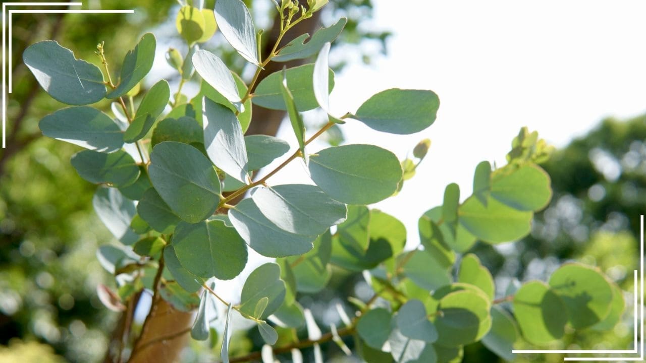 庭に植えてよかった木「ユーカリ」