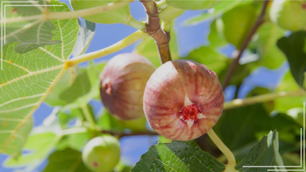 庭に植えてよかった果樹「イチジク」
