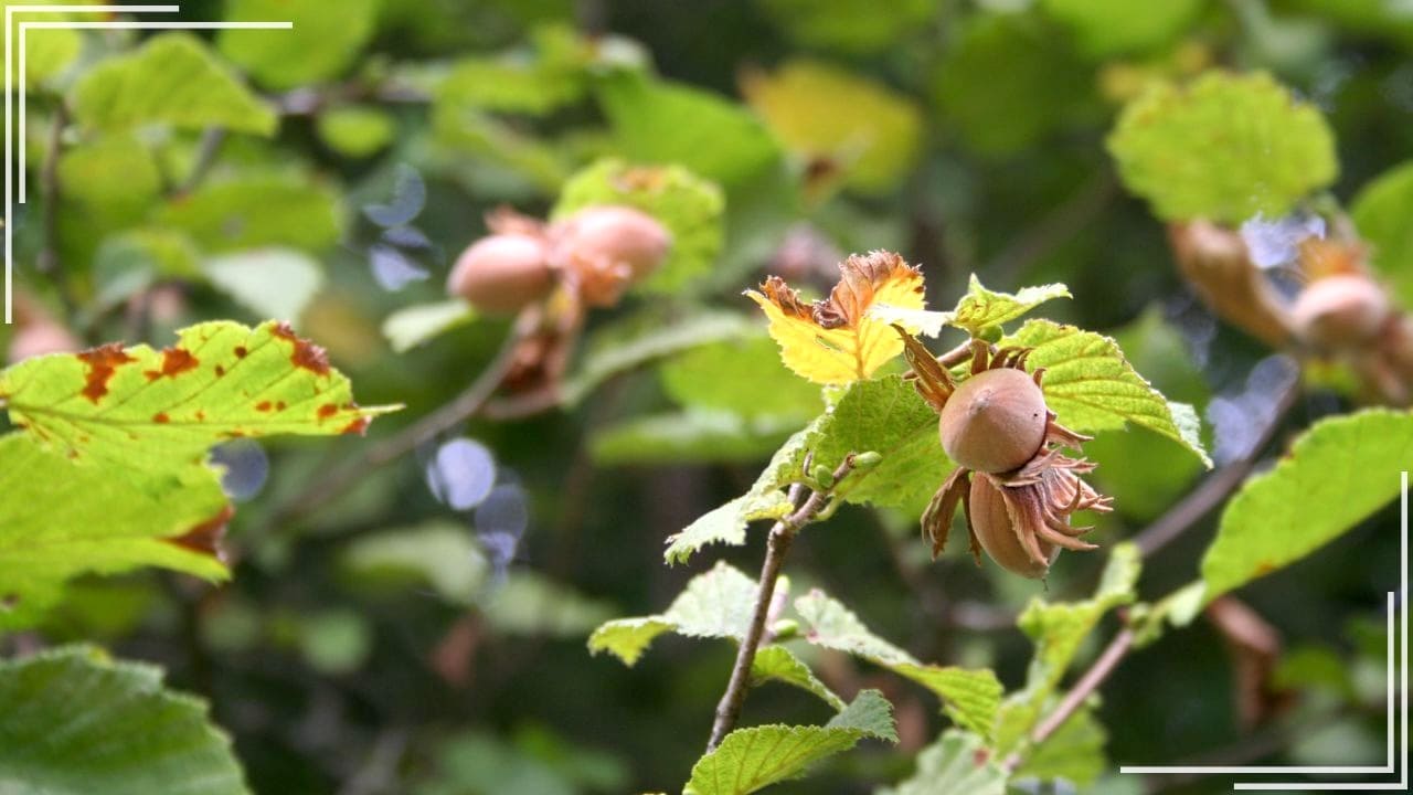 庭に植えてよかった果樹「ヘーゼルナッツ」